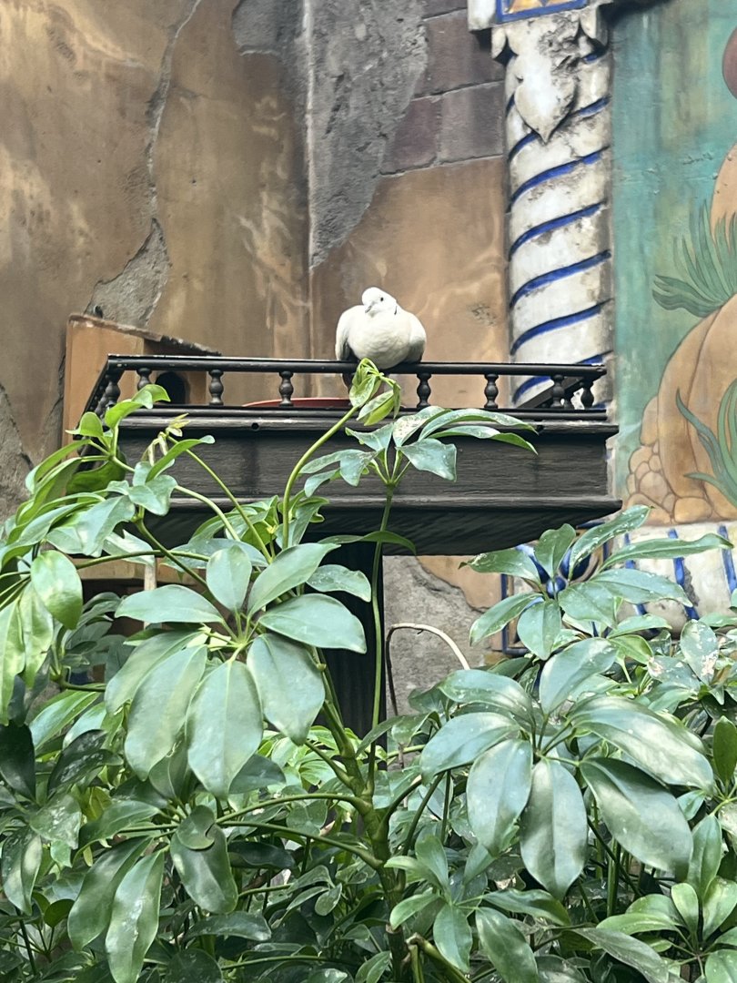 Pied Imperial Pigeon