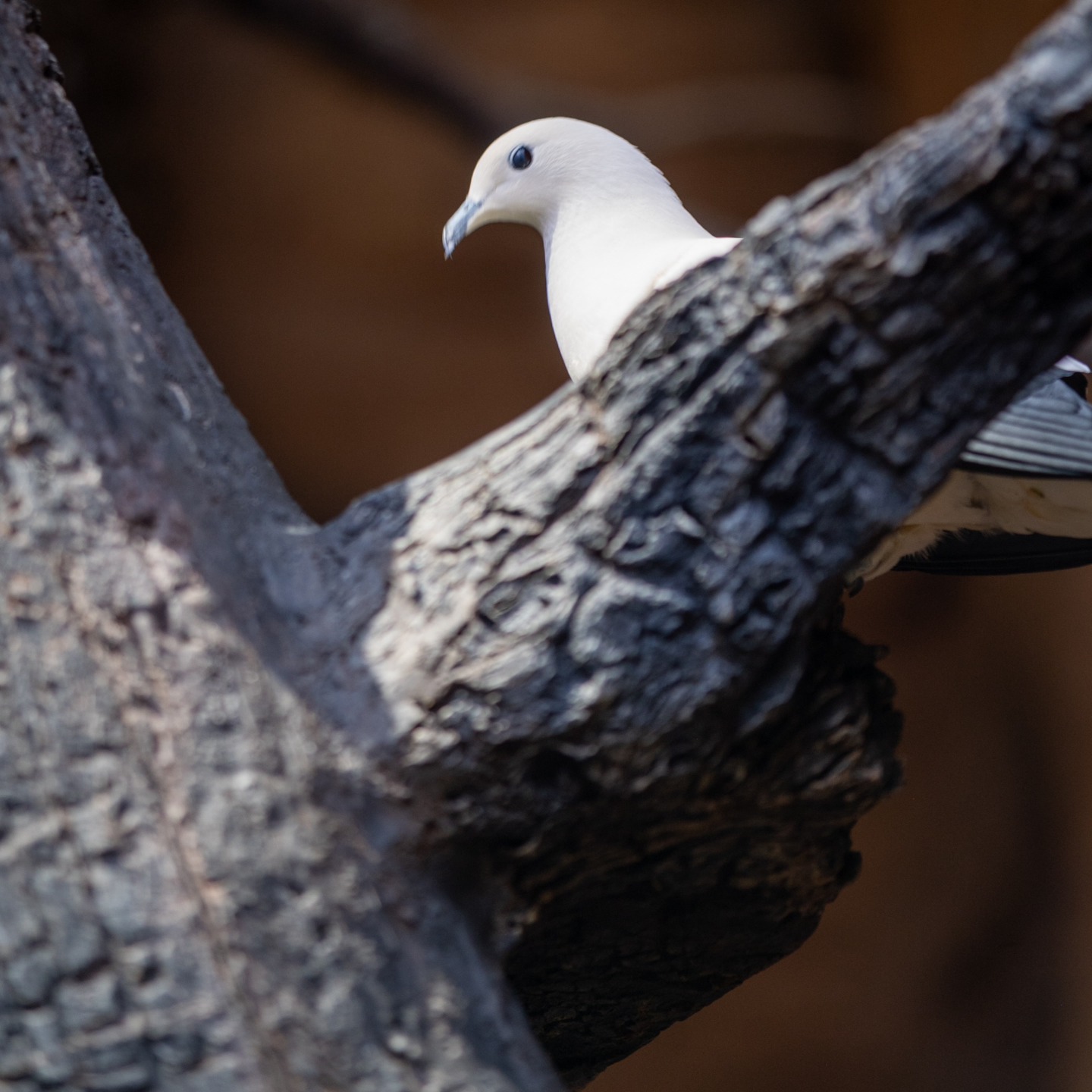 Pied imperial pigeon