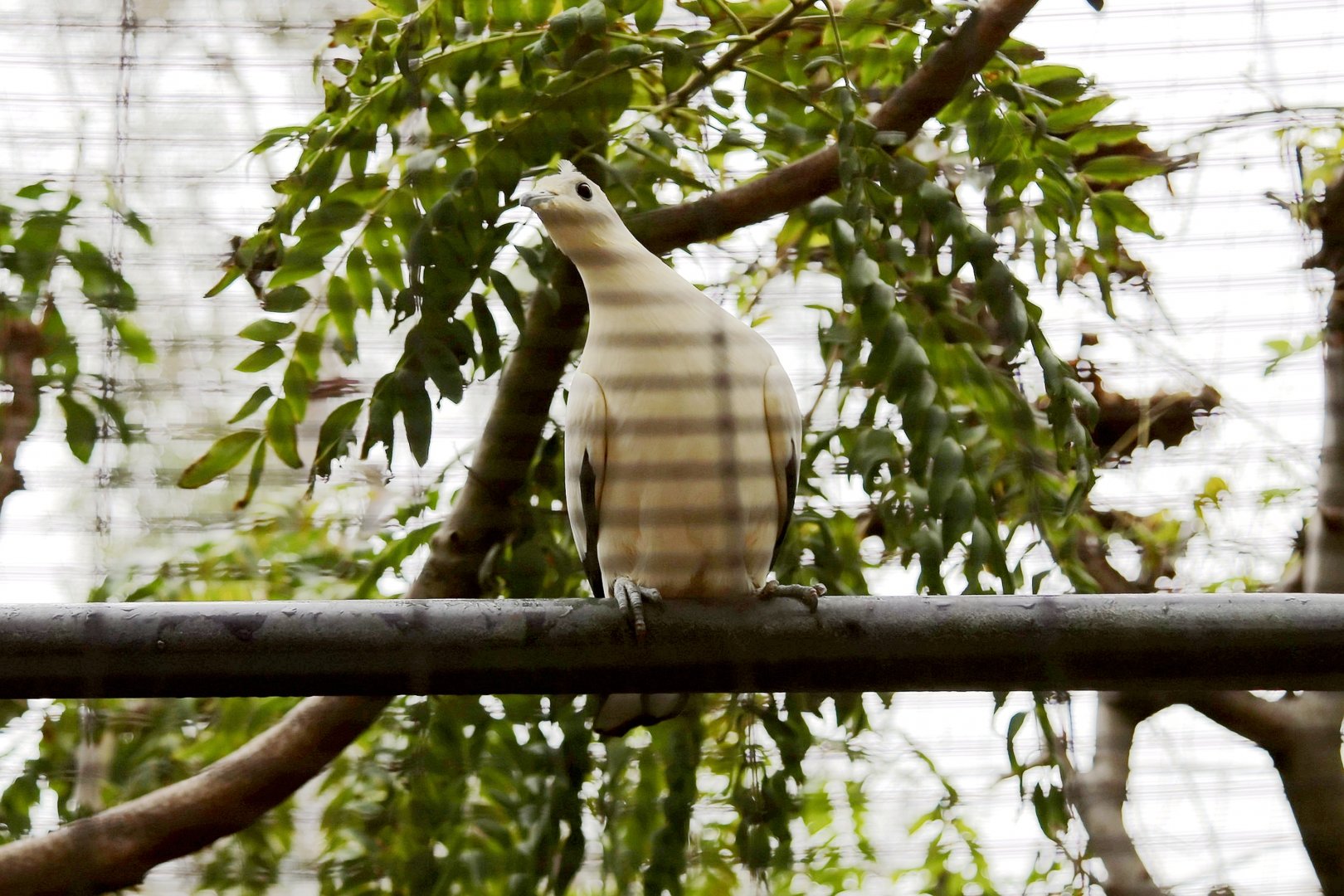 Pied Imperial-Pigeon