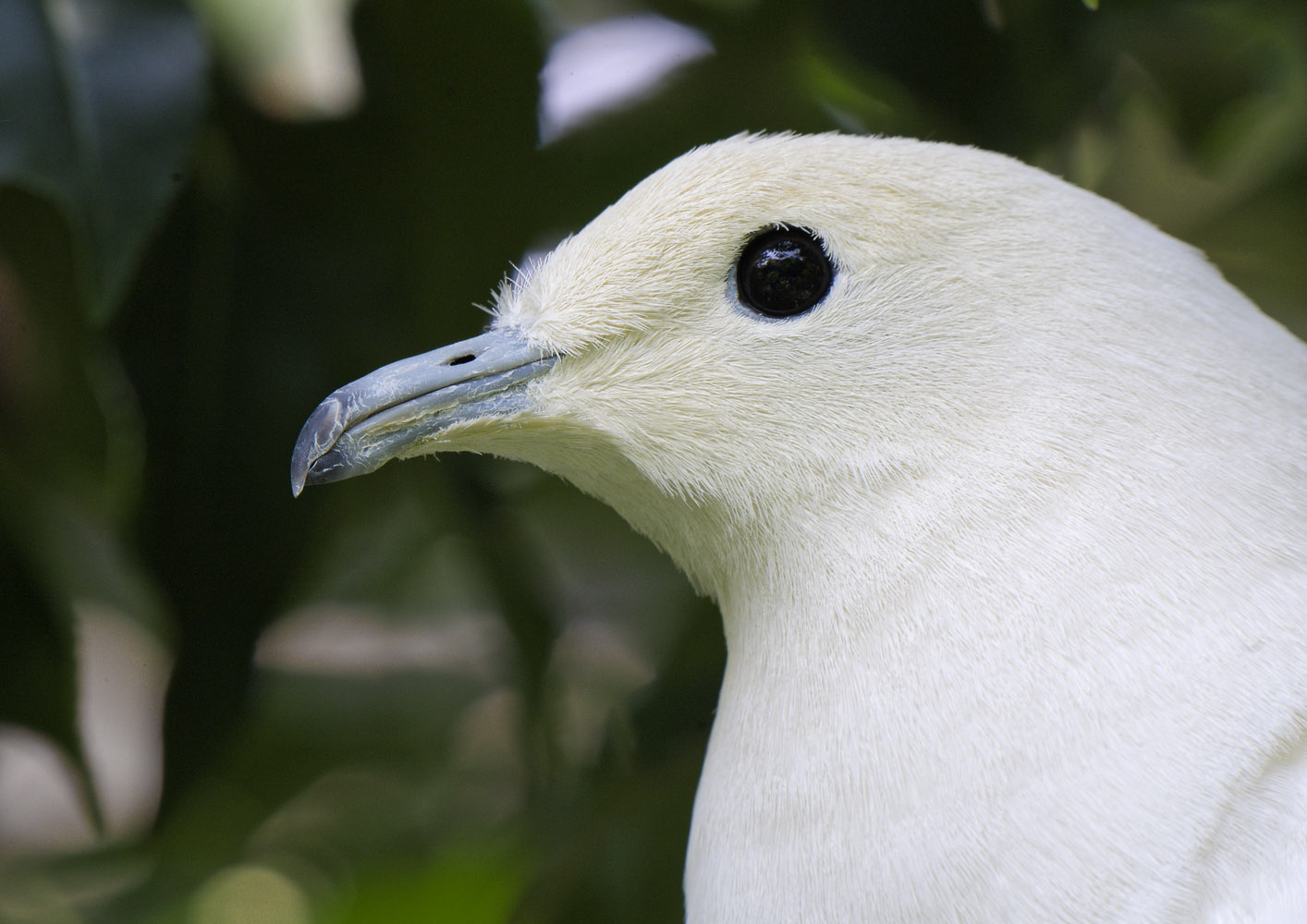 Pied imperial pigeon