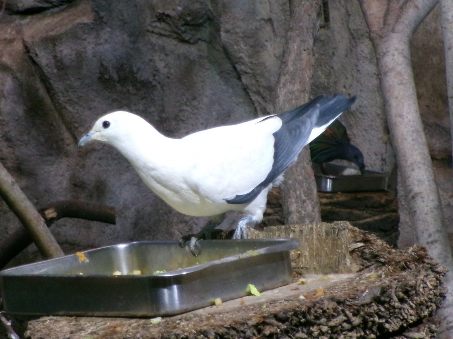 Pied Imperial-pigeon