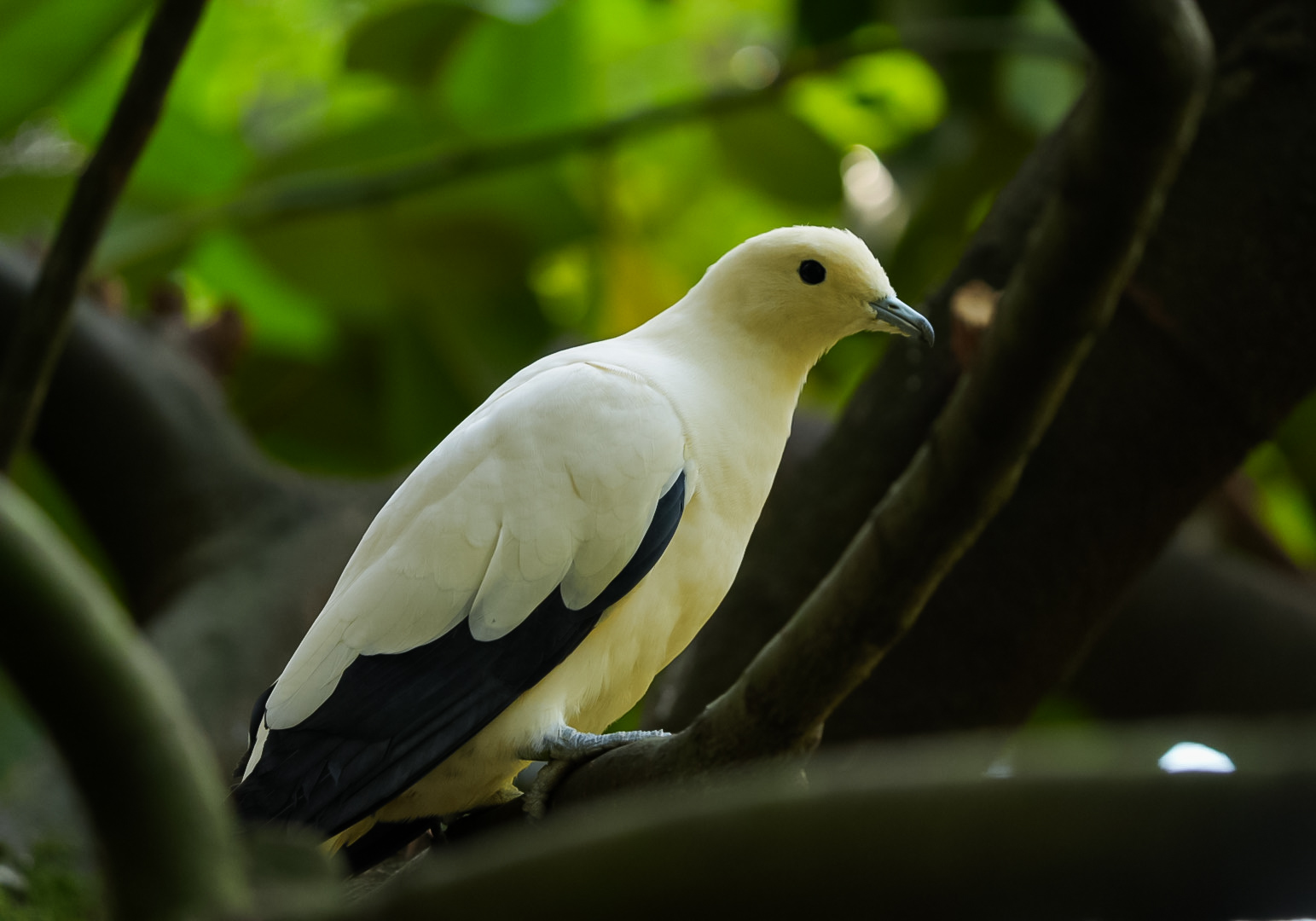 Pied Imperial Pigeon