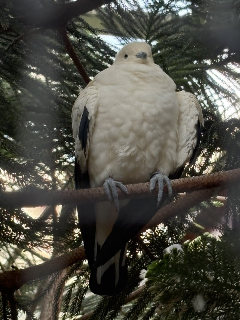 Pied Imperial Pigeon