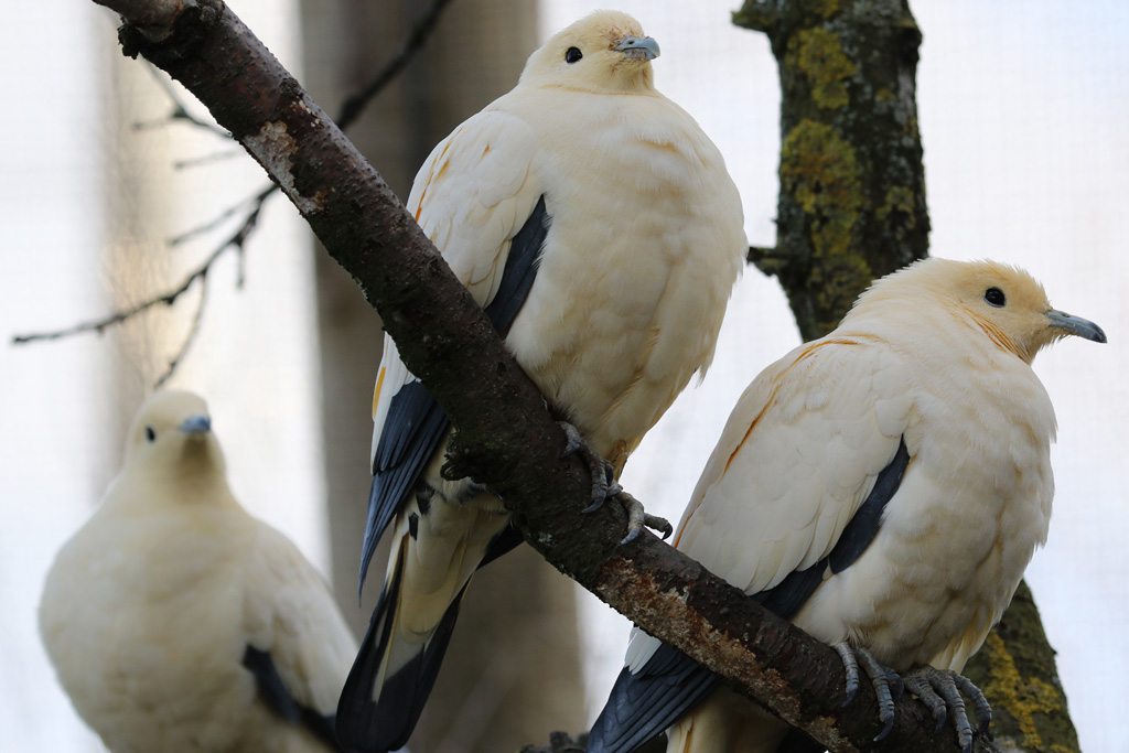 Pied Imperial Pigeons at Chester 4/12/2016