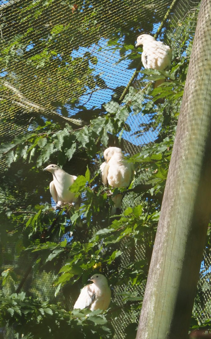 Pied imperial pigeons (Ducula bicolor), 2020-07-21