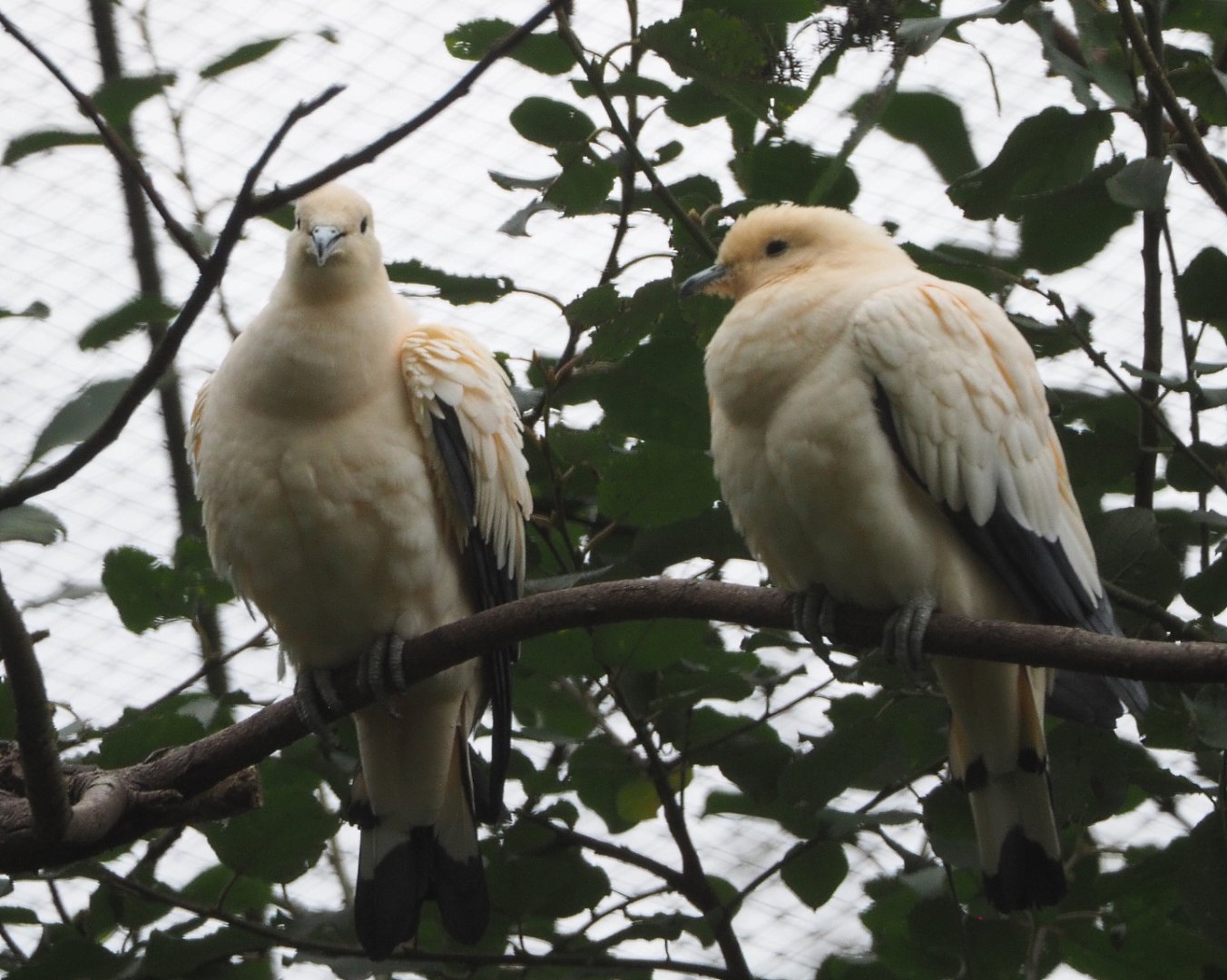 Pied imperial pigeons (Ducula bicolor), 2020-10-19