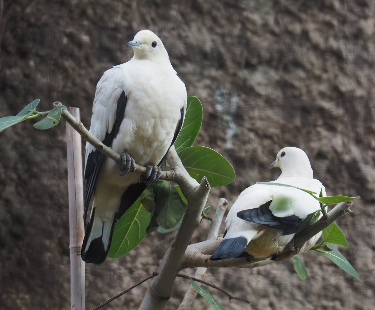 Pied imperial pigeons (Ducula bicolor), 2022-07-03