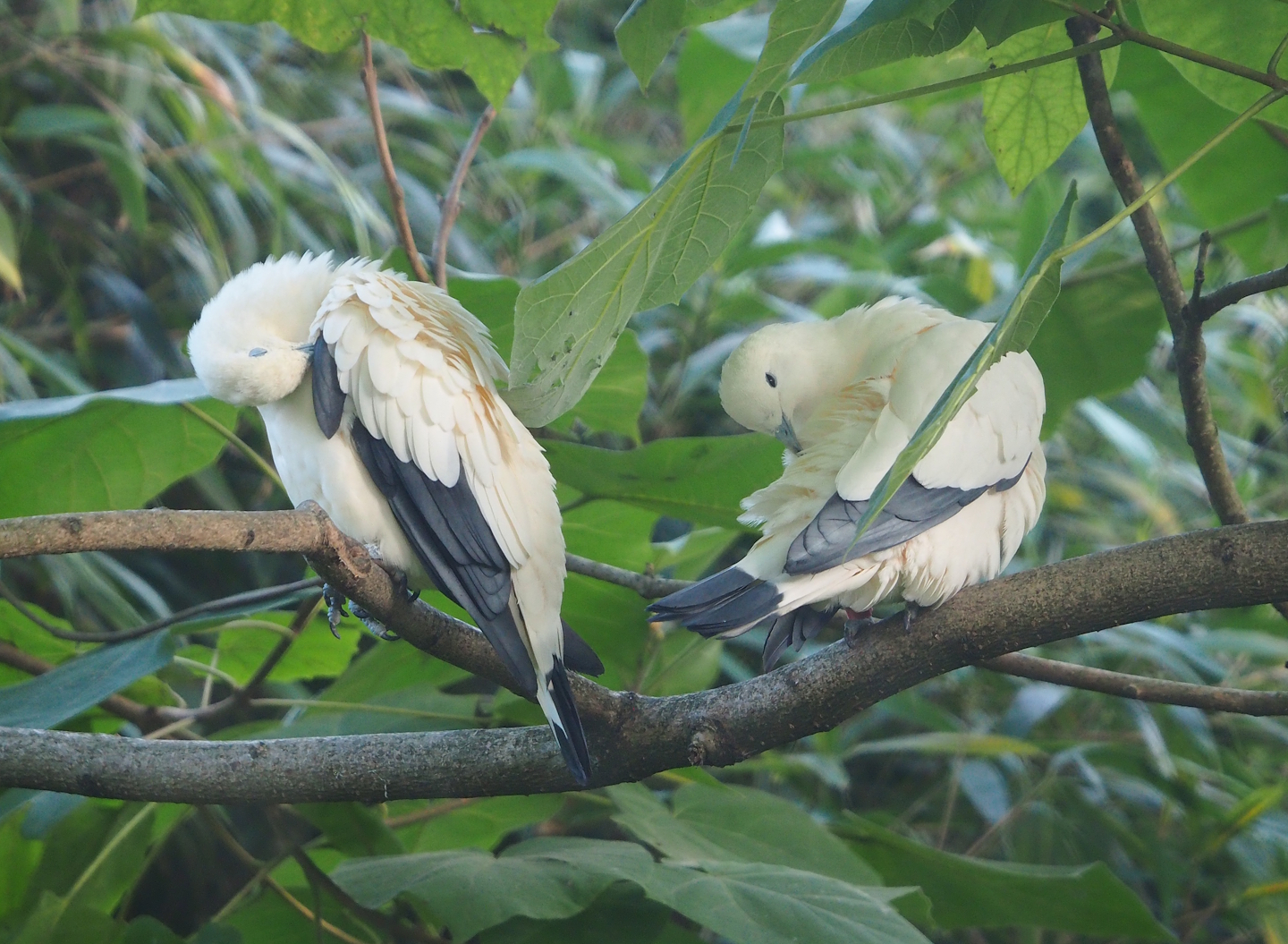 Pied imperial pigeons (Ducula bicolor), 2023-10-04