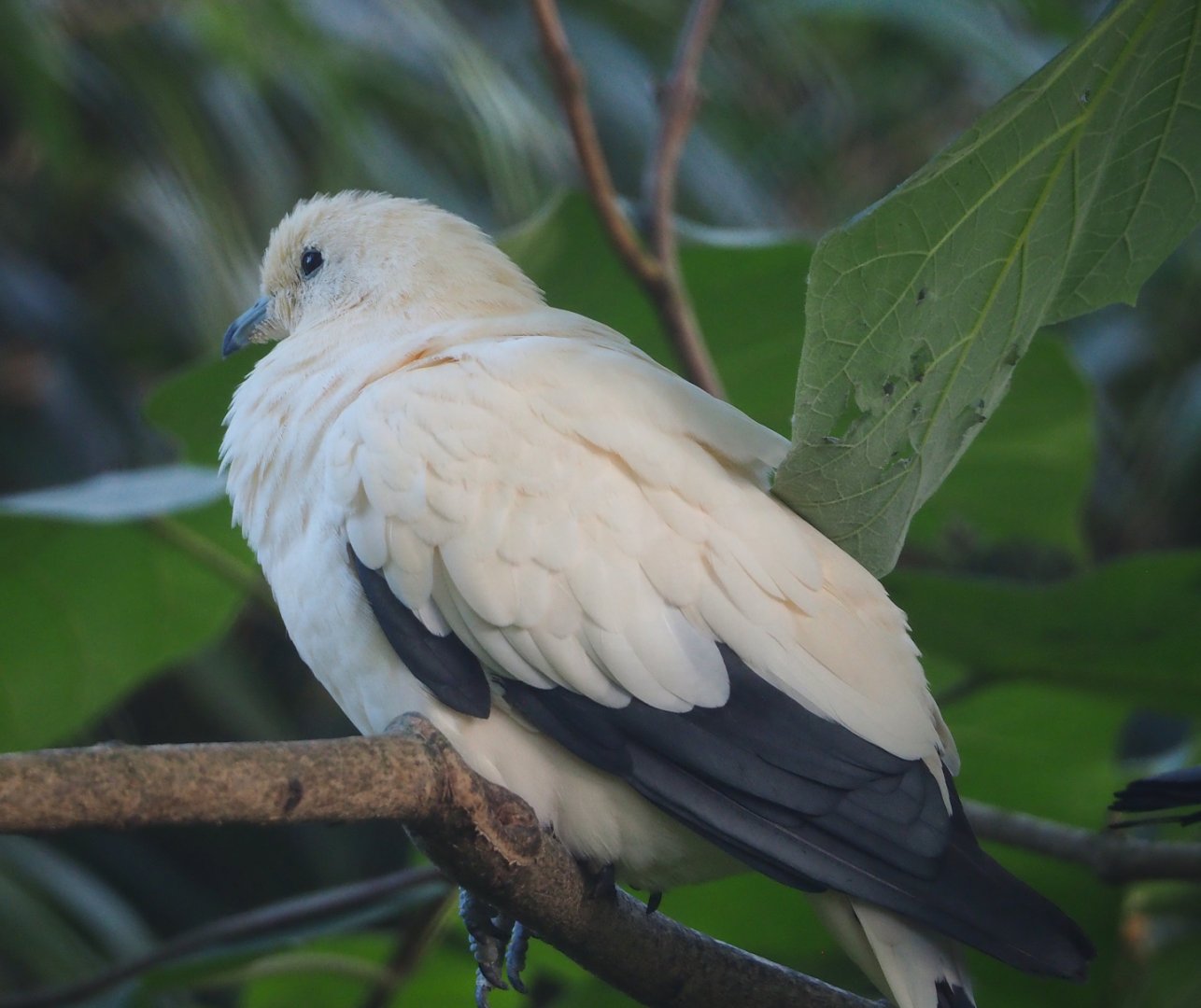 Pied imperial pigeons (Ducula bicolor), 2023-10-04