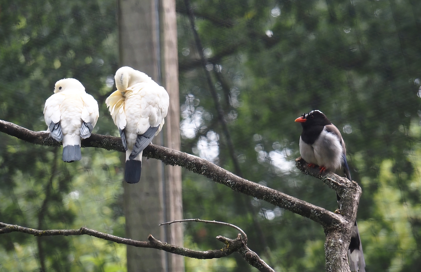 Pied imperial pigeons (Ducula bicolor) and Red-billed blue magpie (Urocissa erythroryncha), 2025-07-12