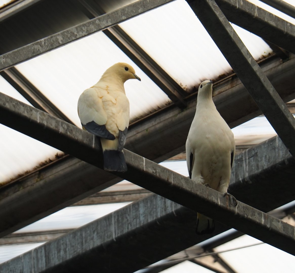 Pied imperial pigeons (Ducula bicolor), Feb 16th, 2019
