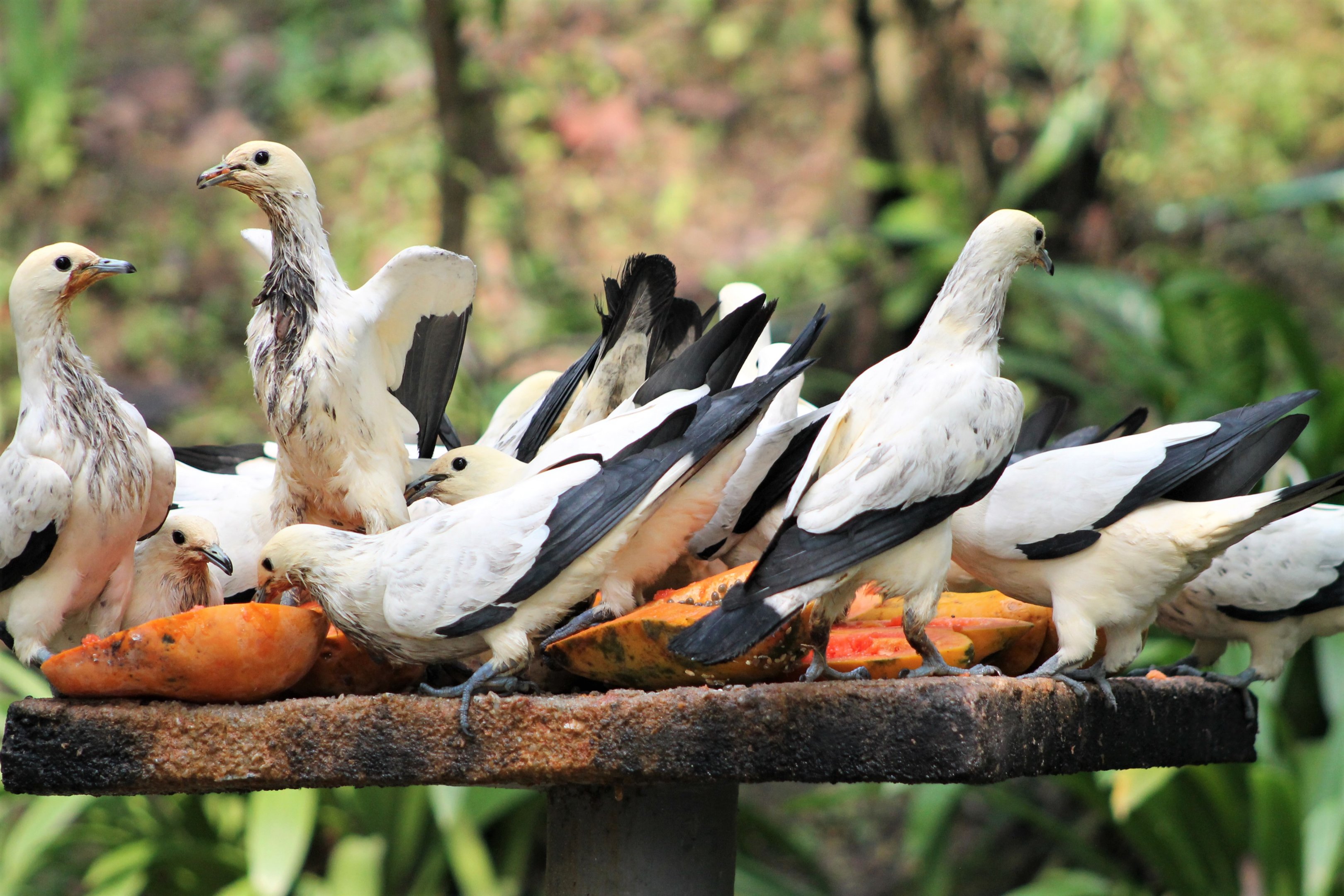 Pied Imperial Pigeons (Ducula bicolor)