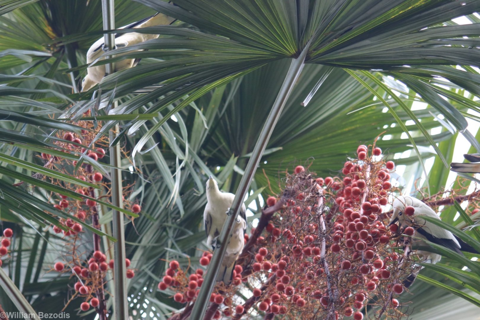 Pied Imperial Pigeons - Singapore Botanic Gardens