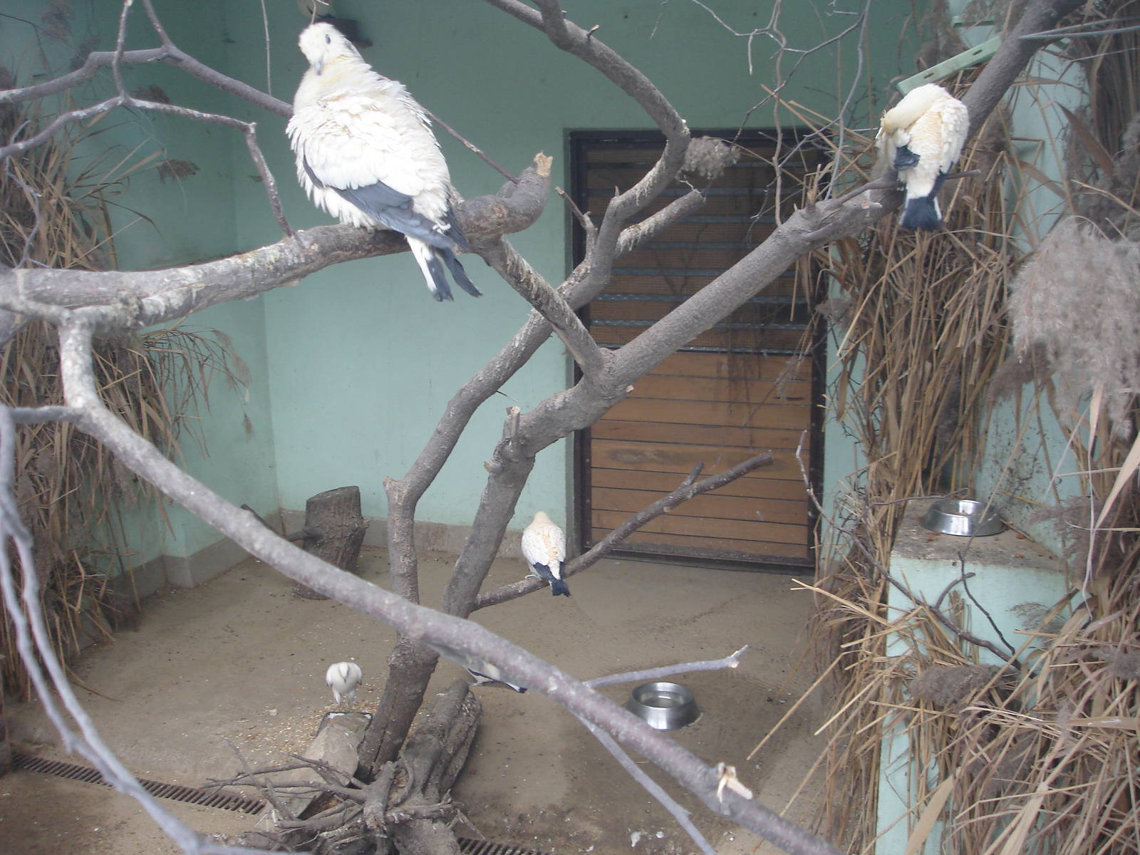 Pied Imperial-pigeons
