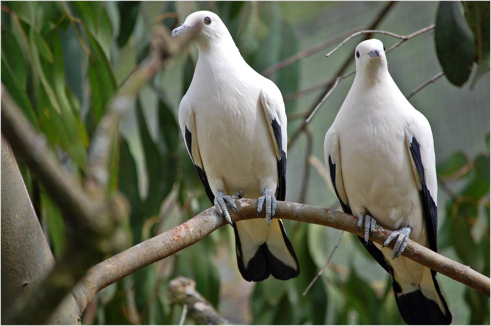 Pied Imperial Pigeons
