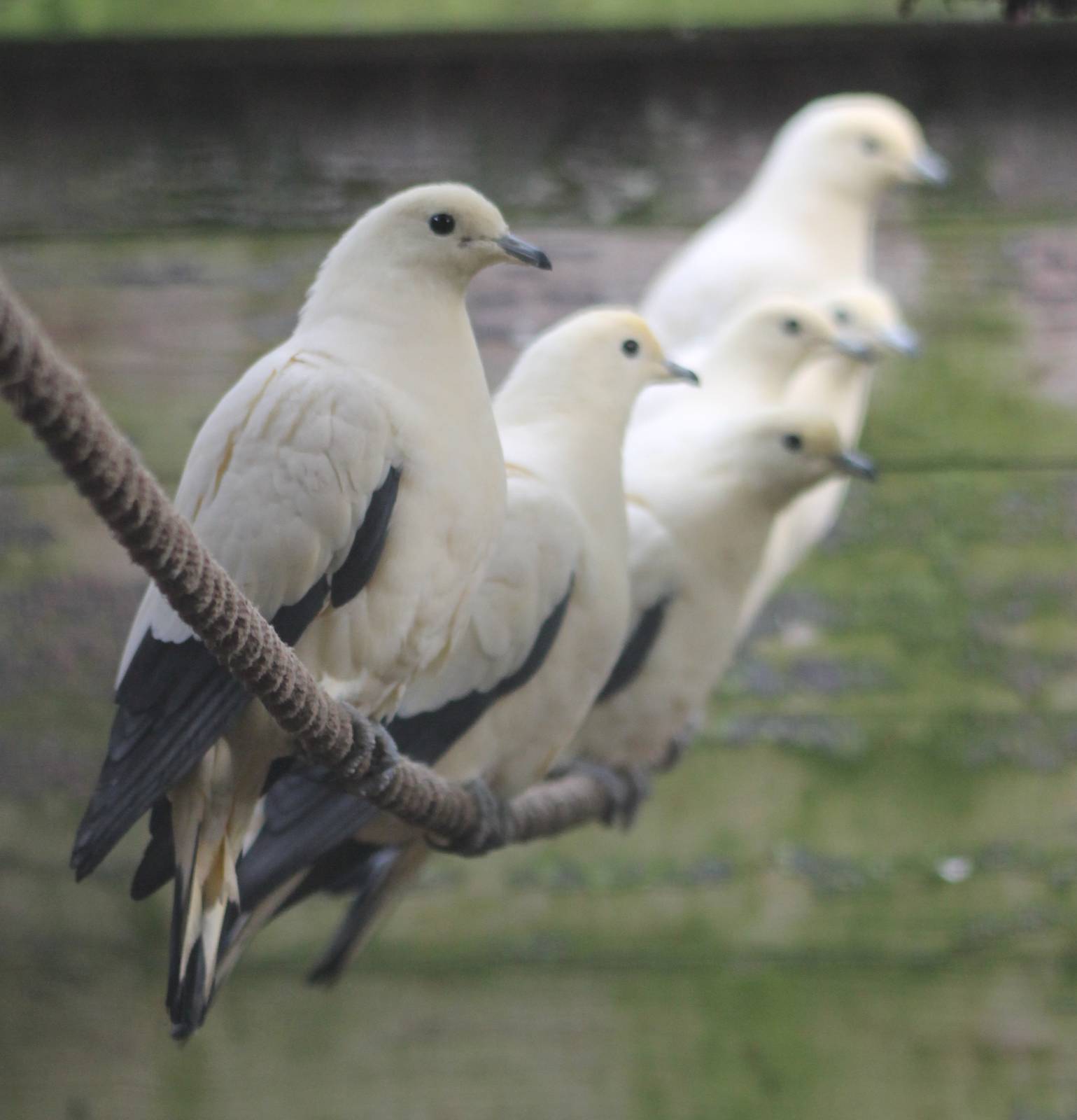 Pied imperial pigeons