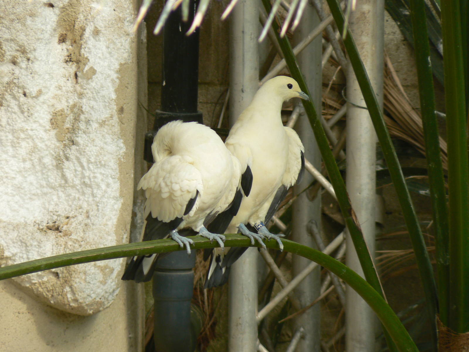Pied Imperial Pigeons