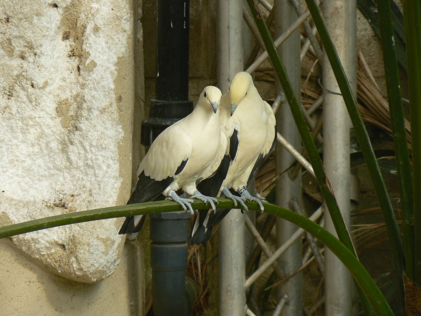 Pied Imperial Pigeons