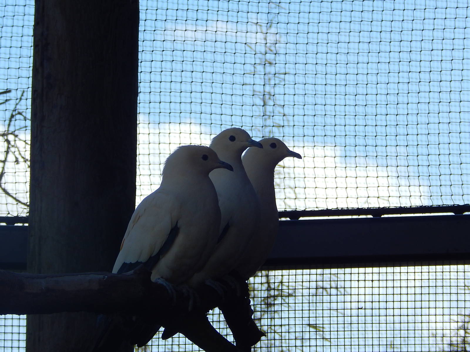 Pied Imperial Pigeons