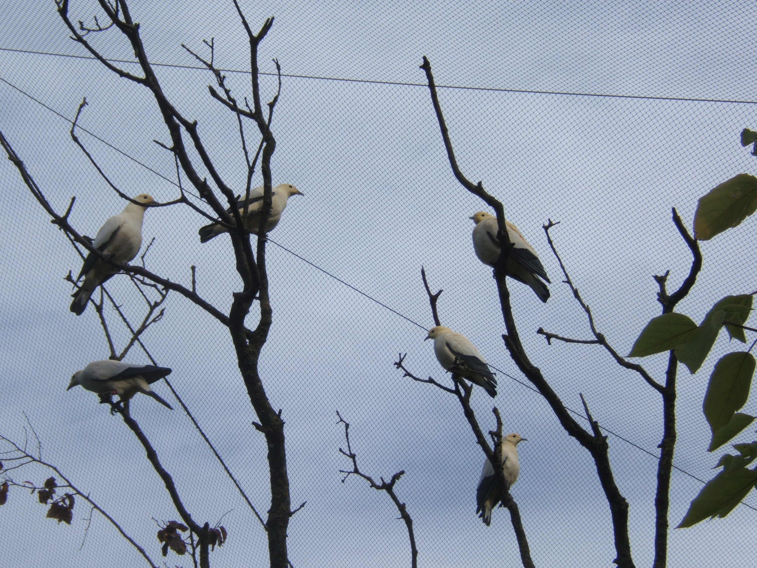 Pied Imperial Pigeons