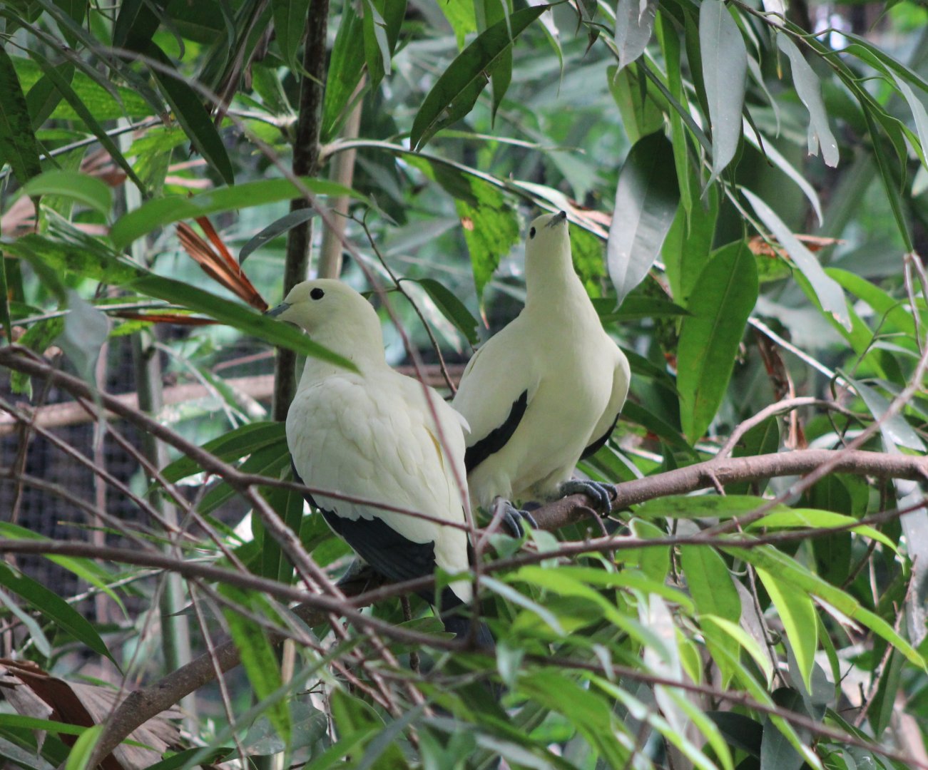 Pied imperial-pigeons
