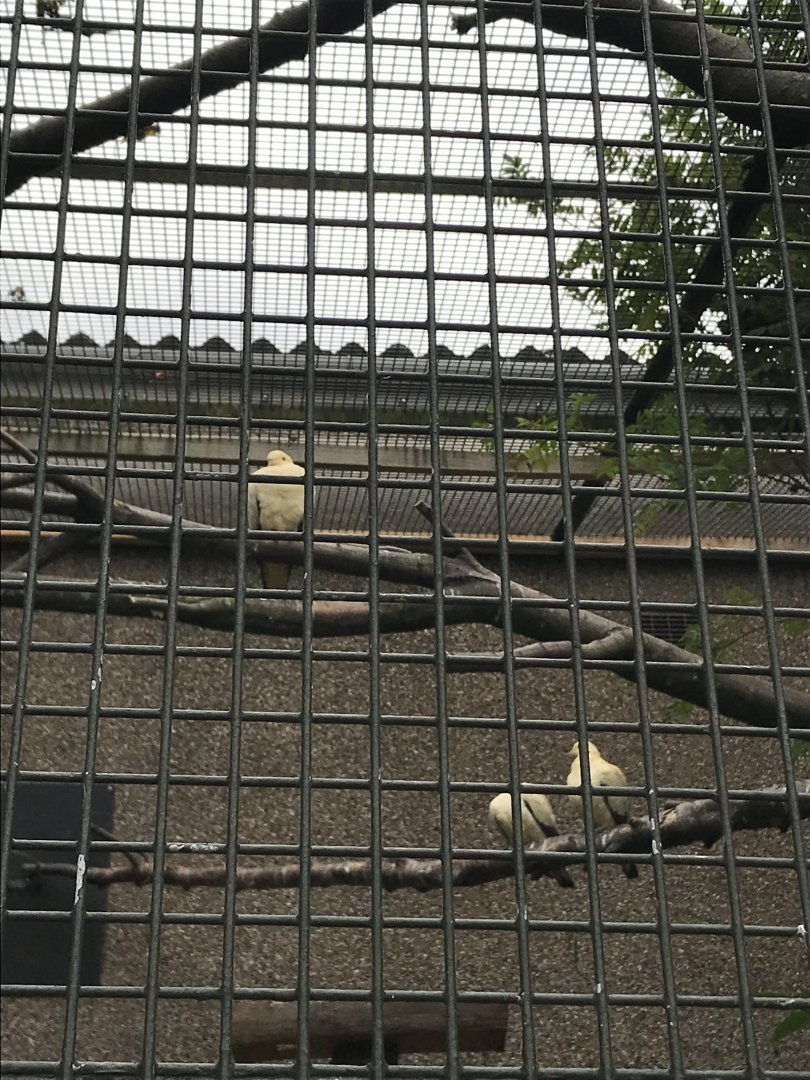 Pied imperial pigeons