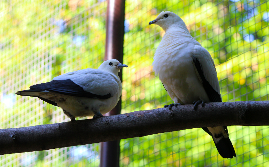 Pied Imperial Pigeons