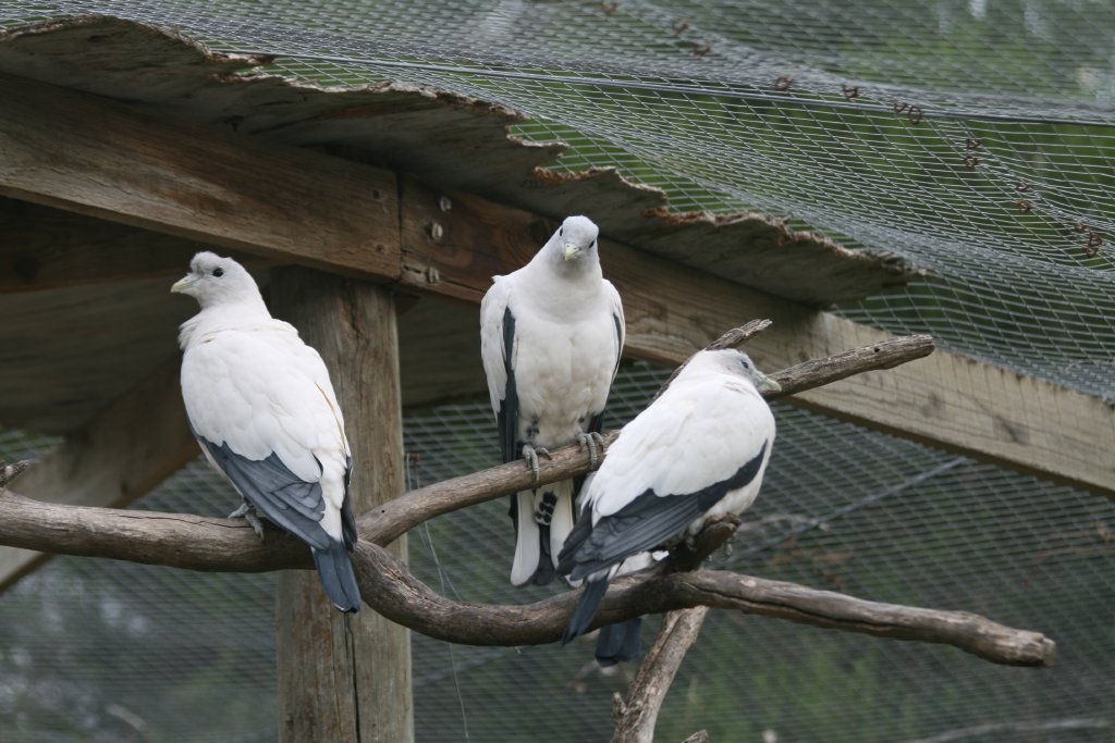 Pied Imperial Pigeons