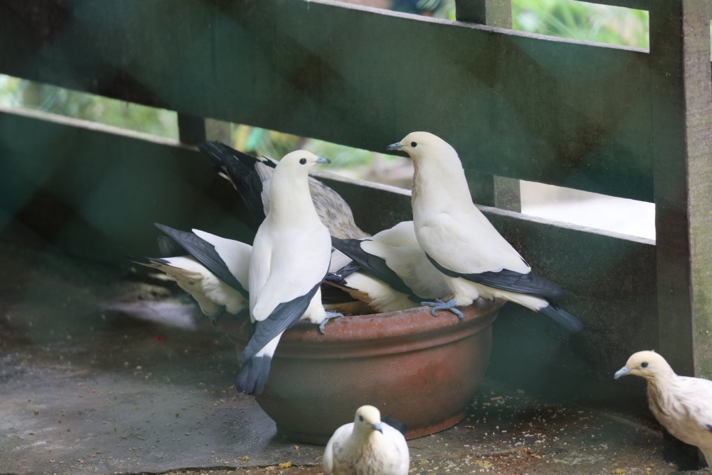 Pied Imperial Pigeopns eatingh the Ostriches breakfast