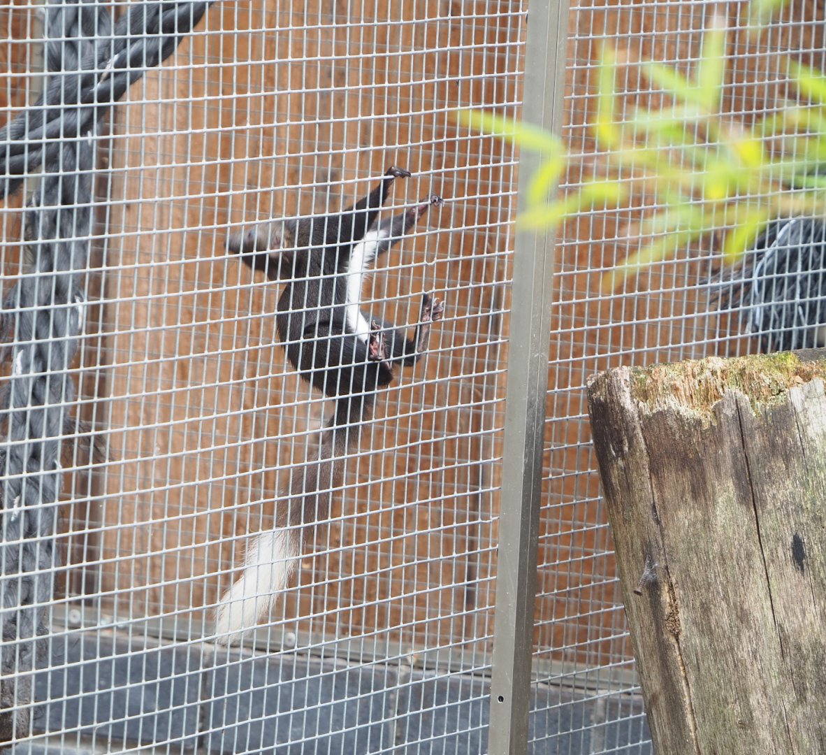 Pied Japanese squirrel (Sciurus lis), 2022-05-17