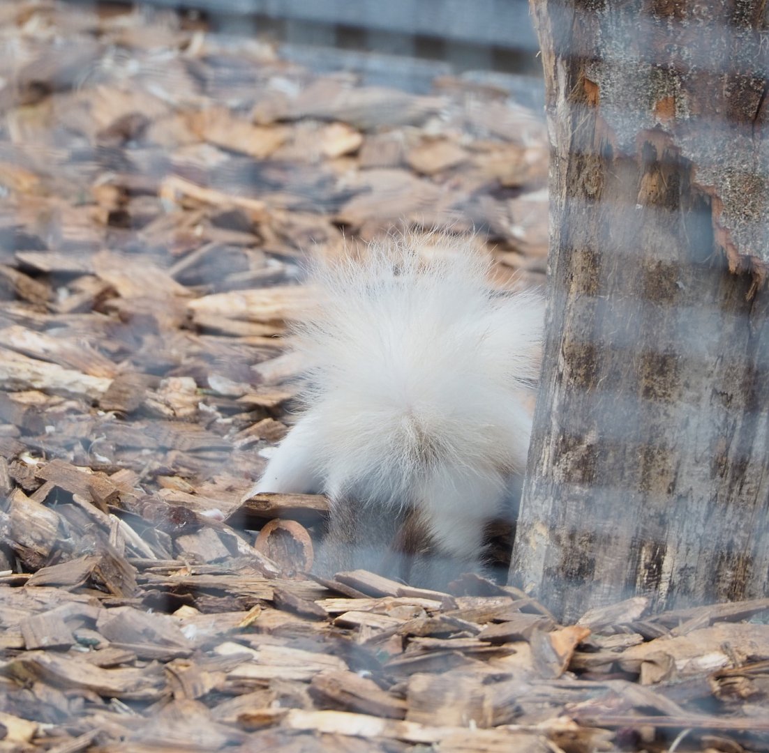 Pied Japanese squirrel (Sciurus lis), digging in bark chips, 2022-05-17