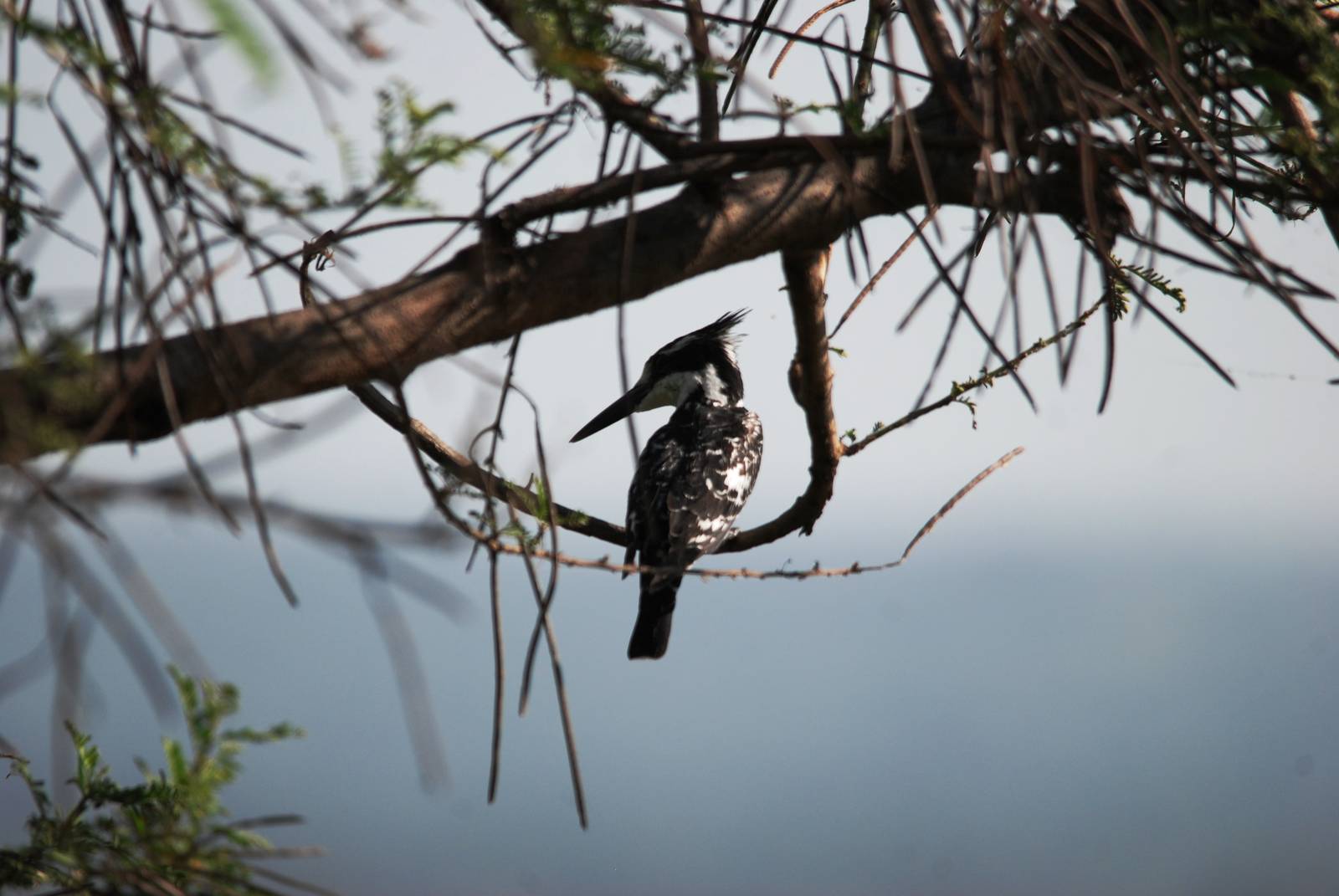 Pied Kingfisher at Hawassa, 16/10/14