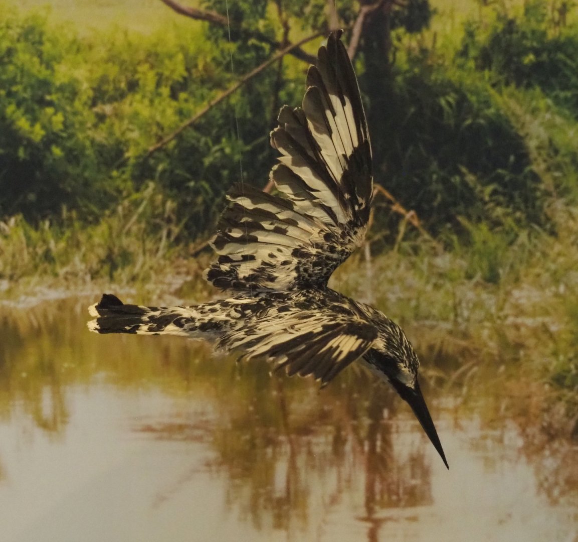 Pied kingfisher (Ceryle rudis) specimen, 2021-10-20