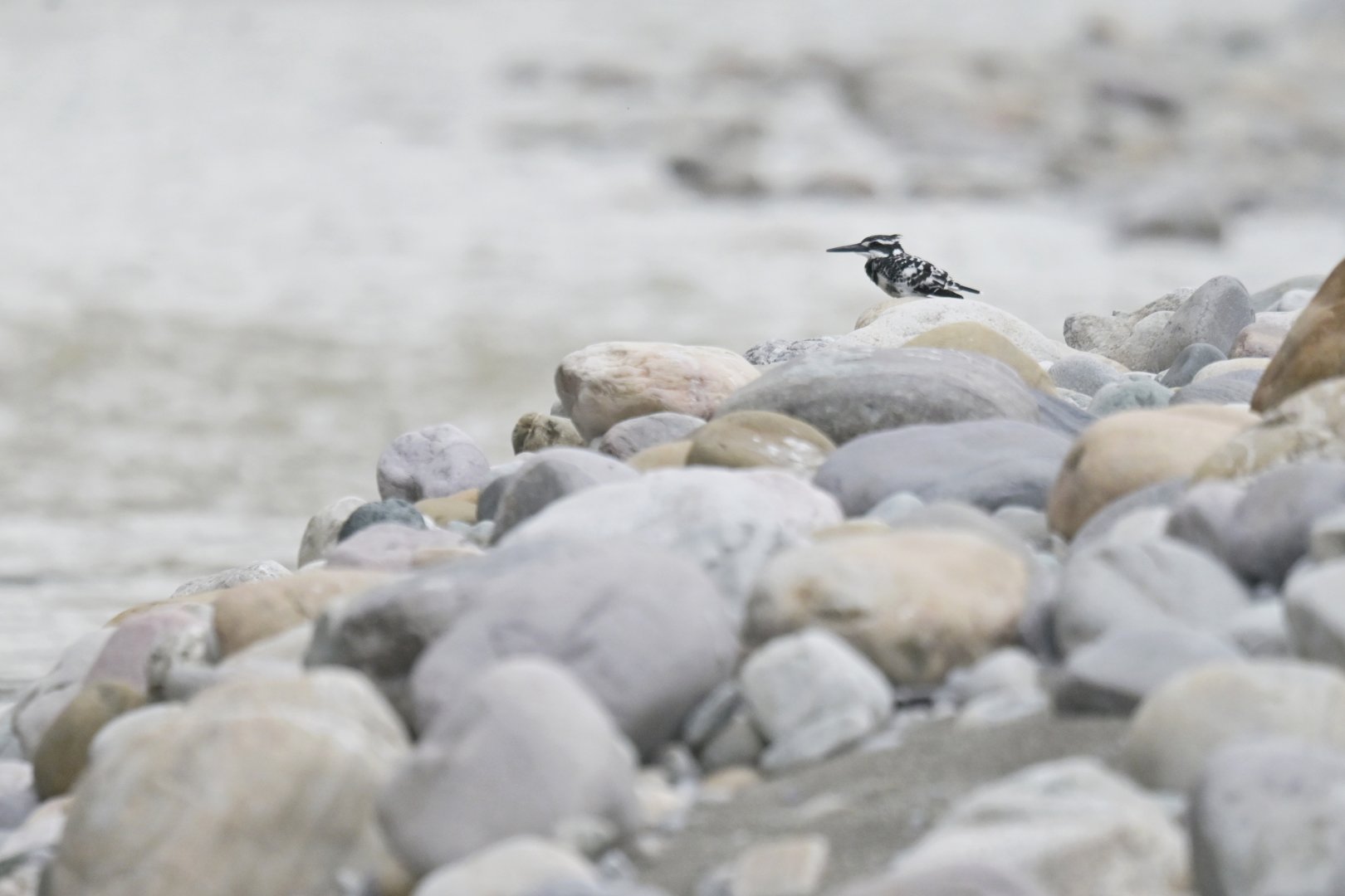 Pied Kingfisher Ceryle rudis