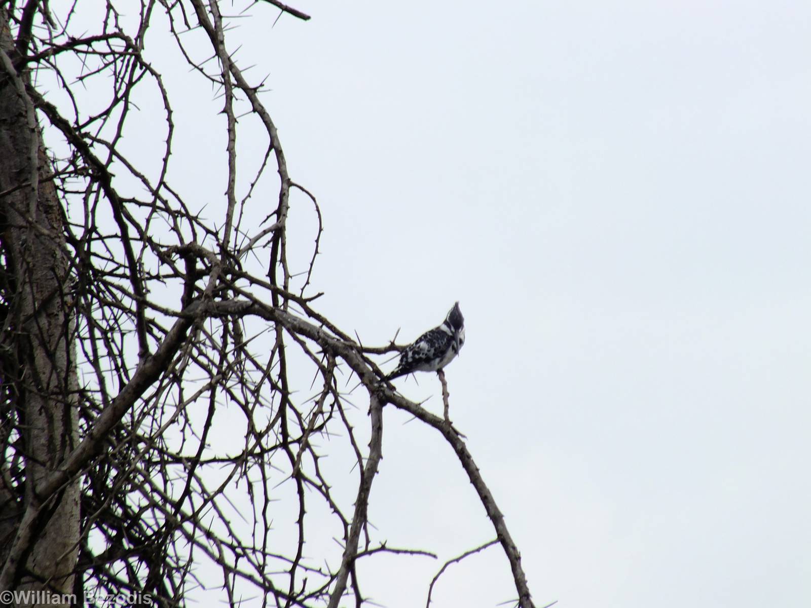 Pied Kingfisher - Lake Naivasha