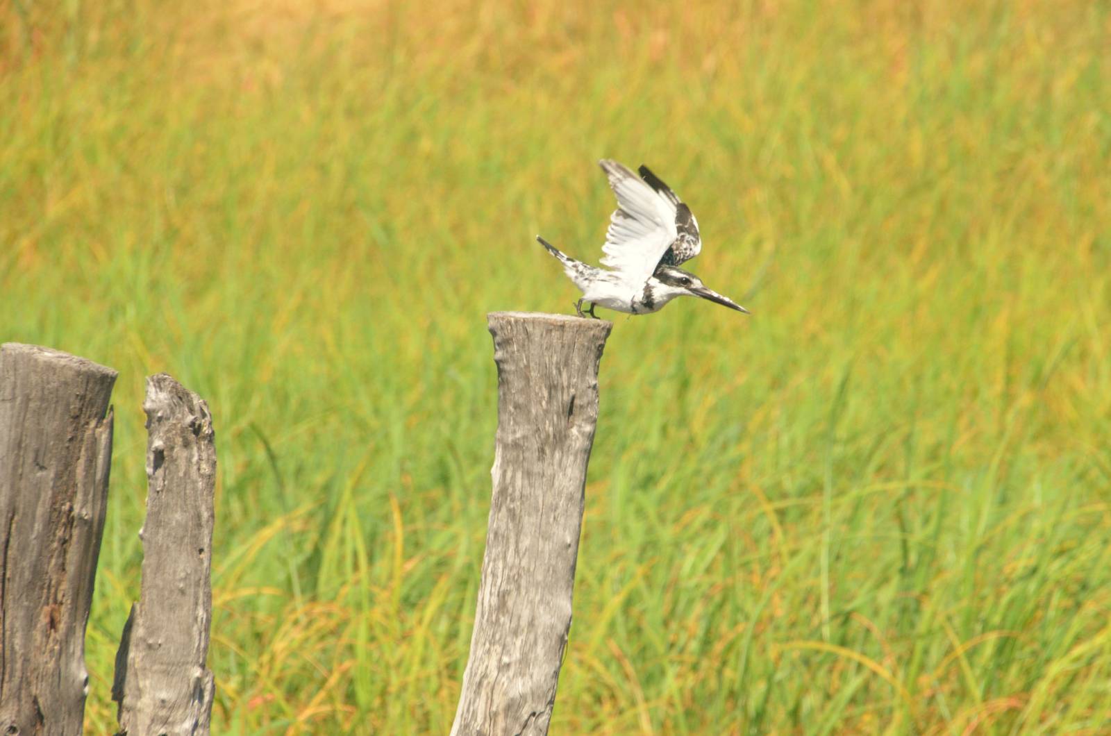 Pied Kingfisher, Moremi Game Reserve, Botswana, 26/04/16