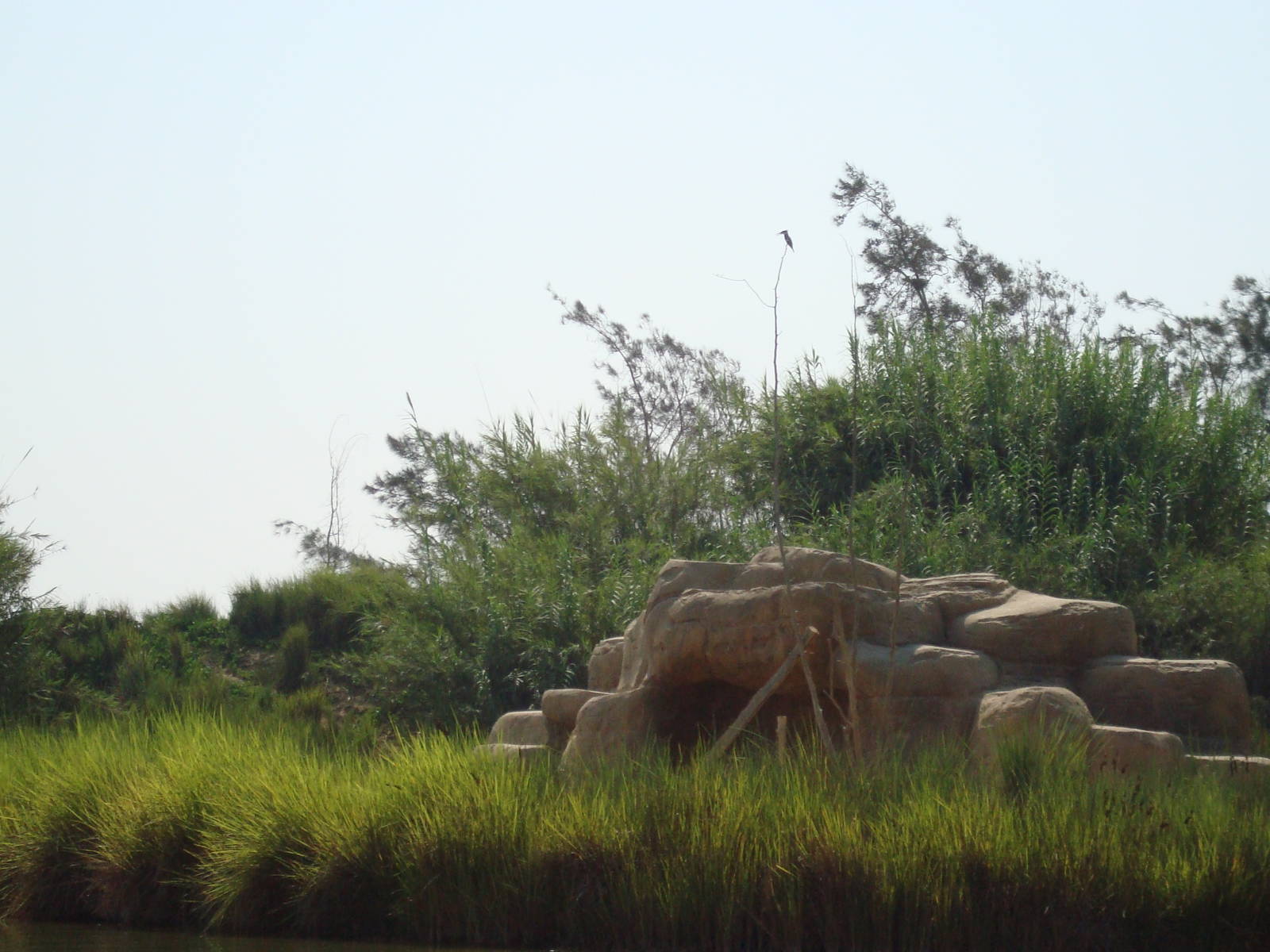 Pied kingfisher (see it?)