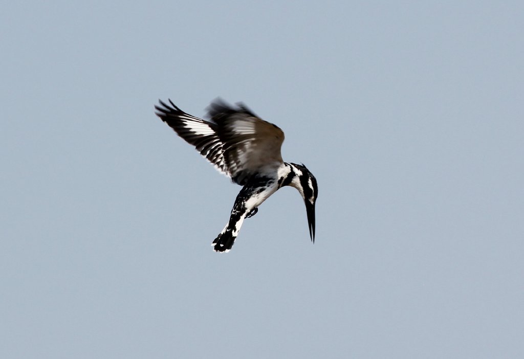 Pied Kingfisher
