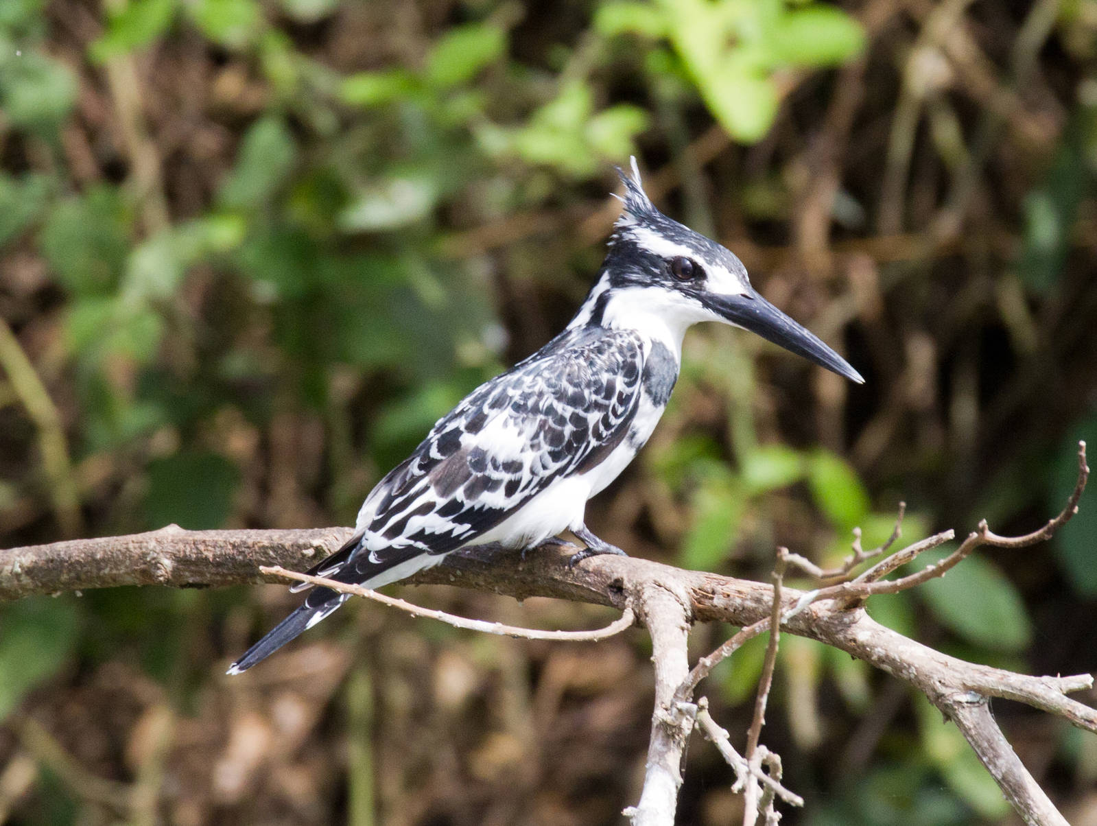 Pied Kingfisher