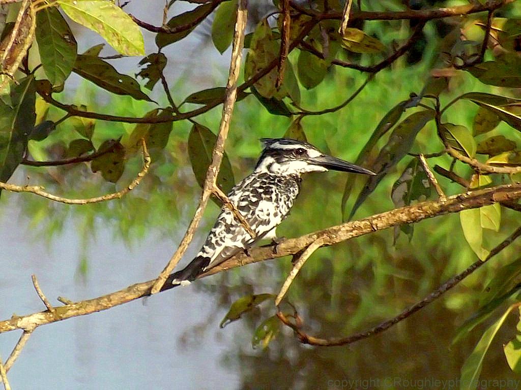 Pied Kingfisher