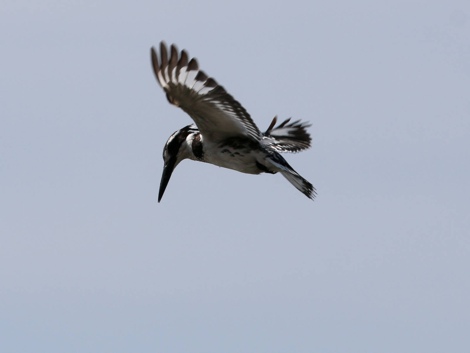 Pied Kingfisher