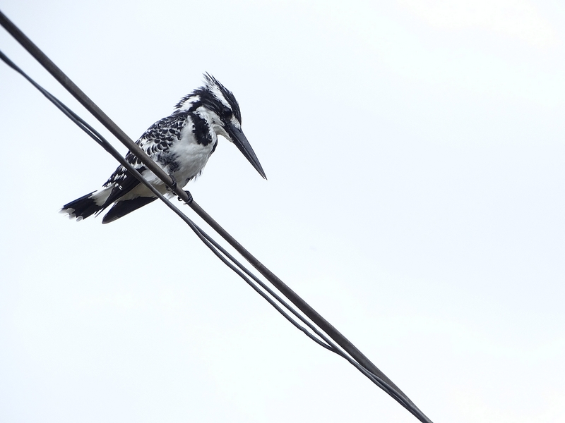 Pied kingfisher