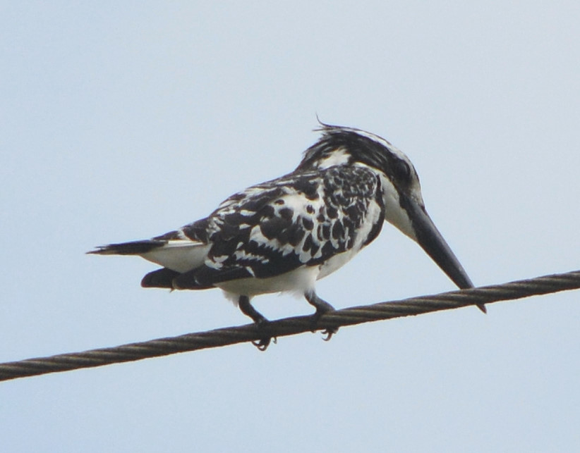 Pied kingfisher