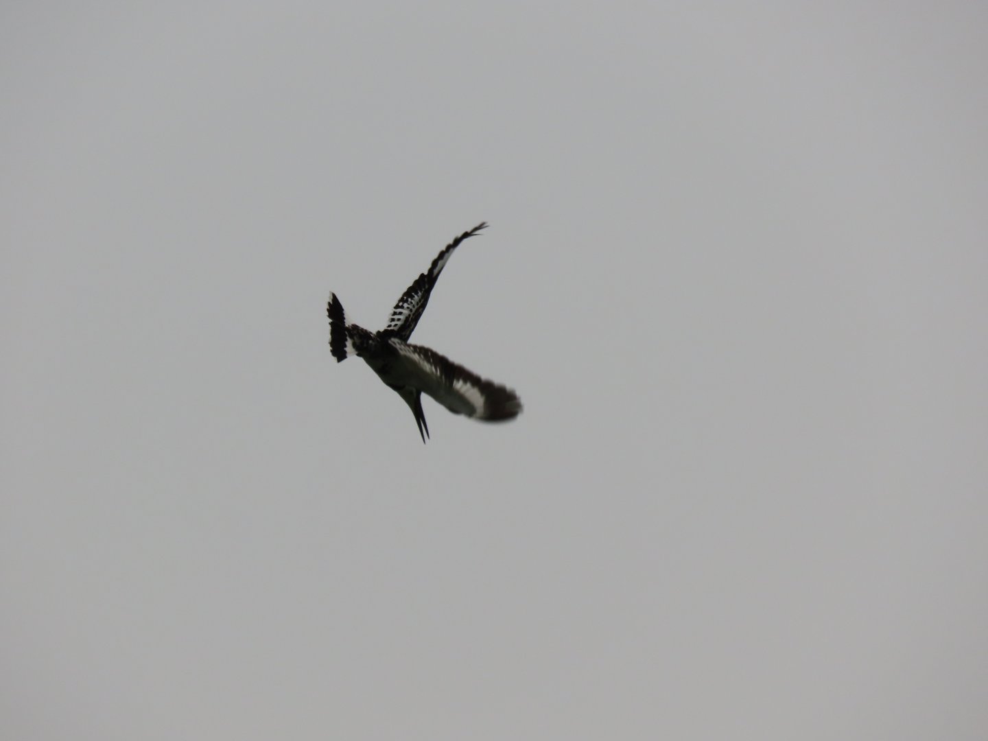 Pied kingfisher