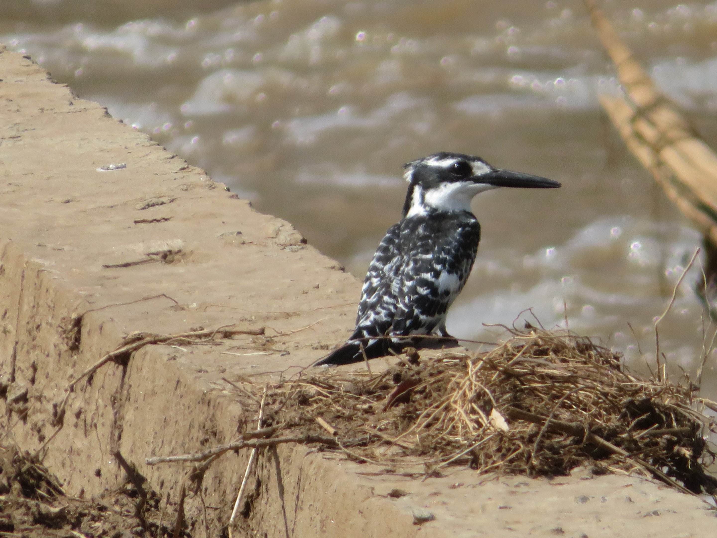 Pied Kingfisher