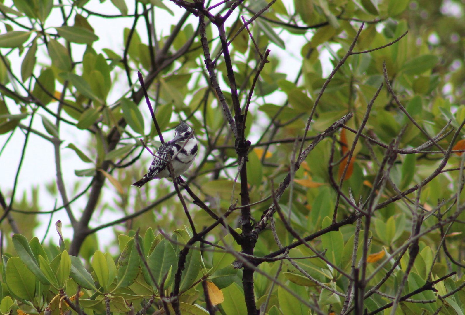 Pied kingfisher
