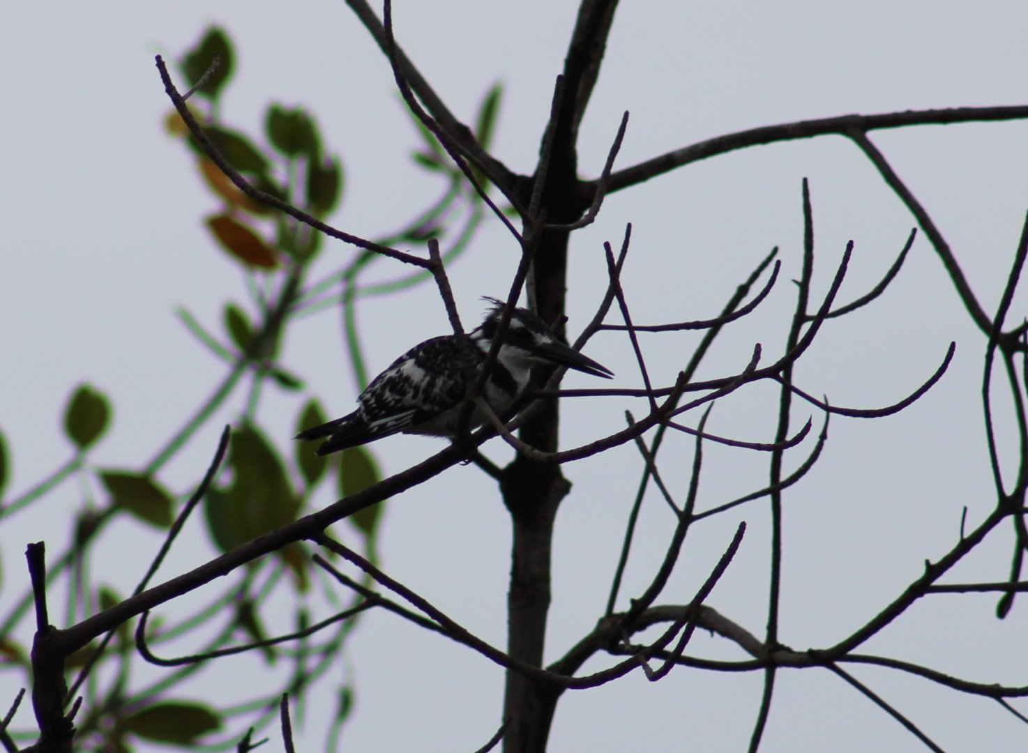 Pied kingfisher