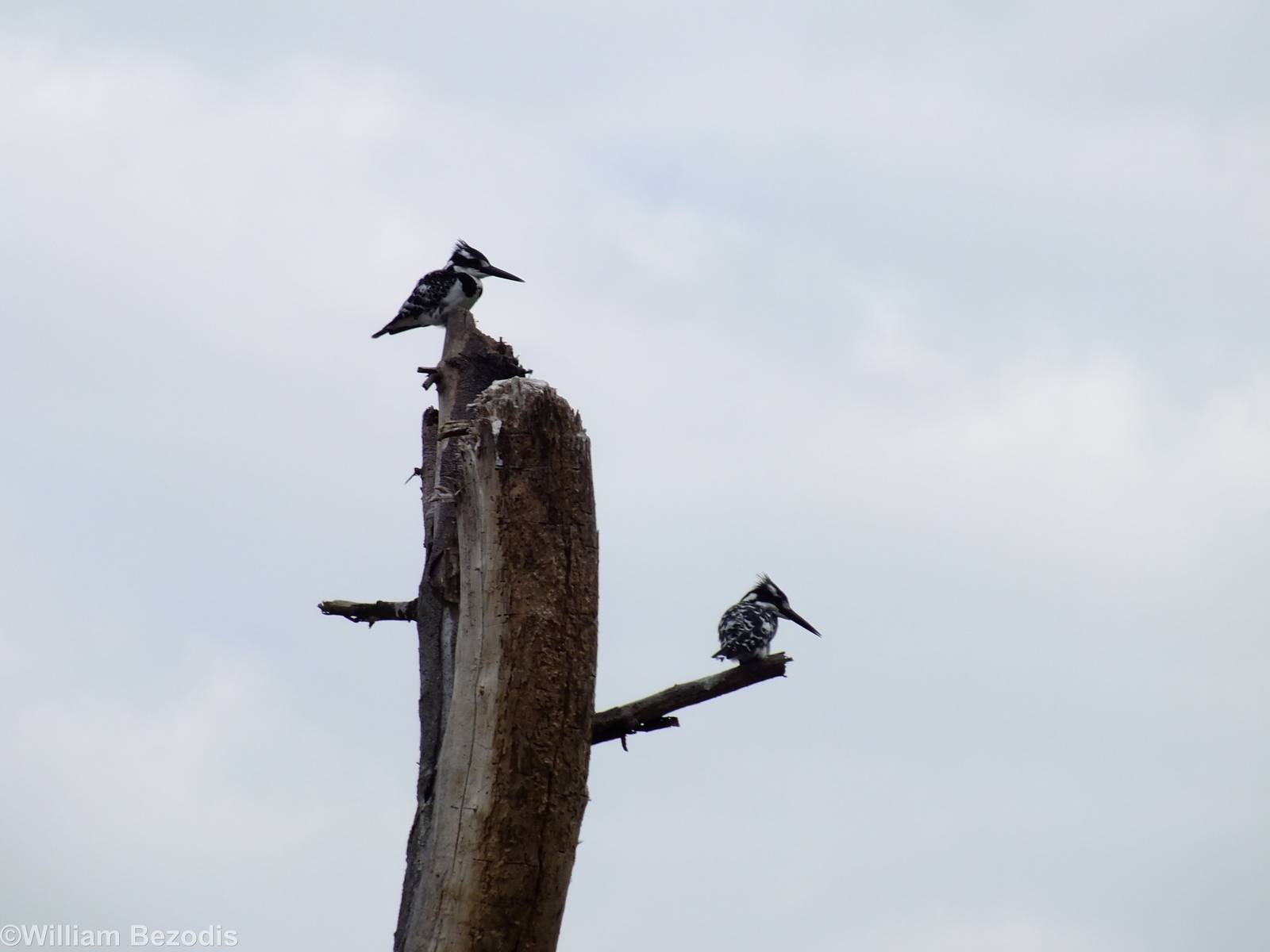 Pied Kingfishers - Lake Naivasha