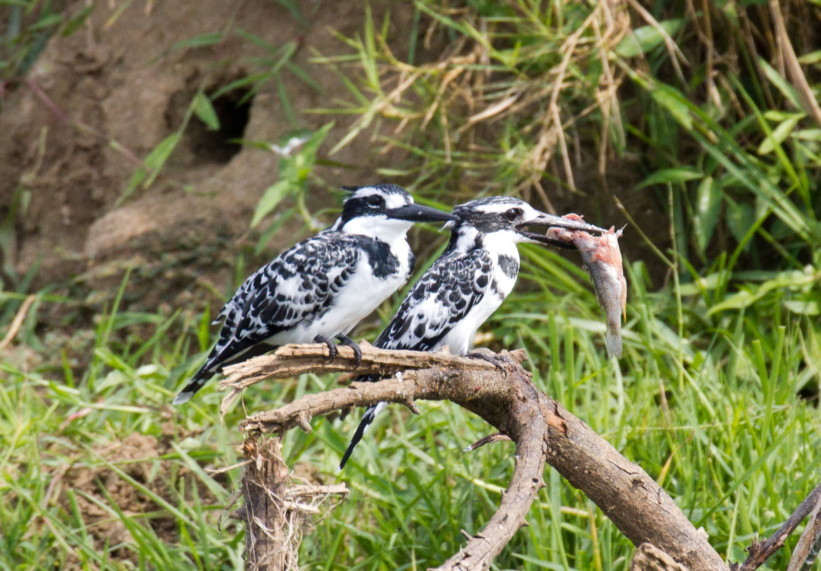 Pied Kingfishers