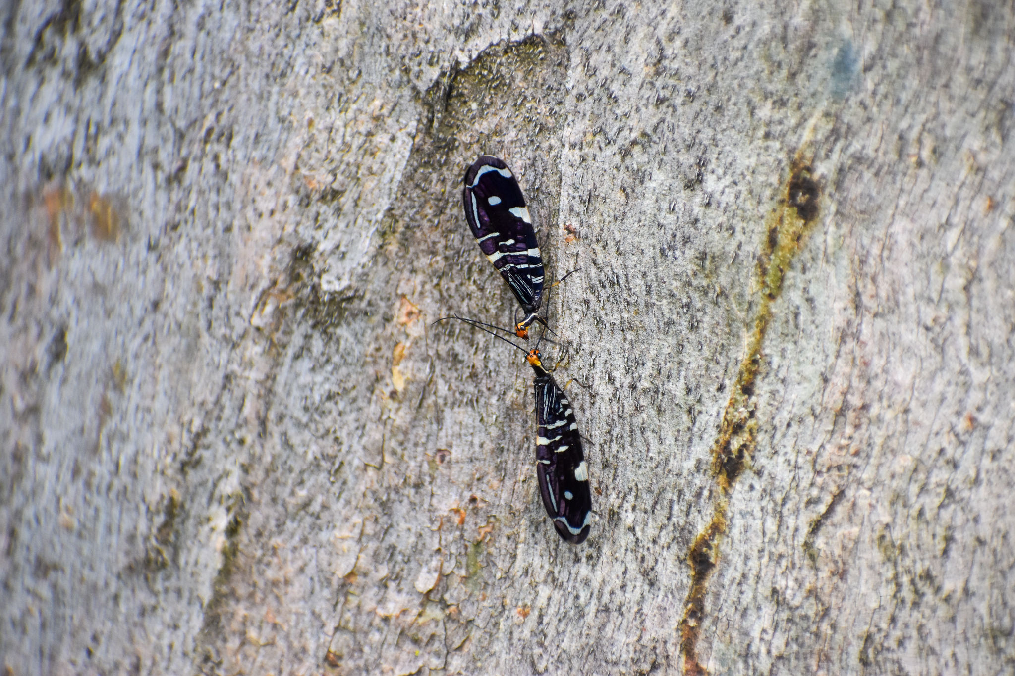 Pied Lacewings, Porismus strigatus